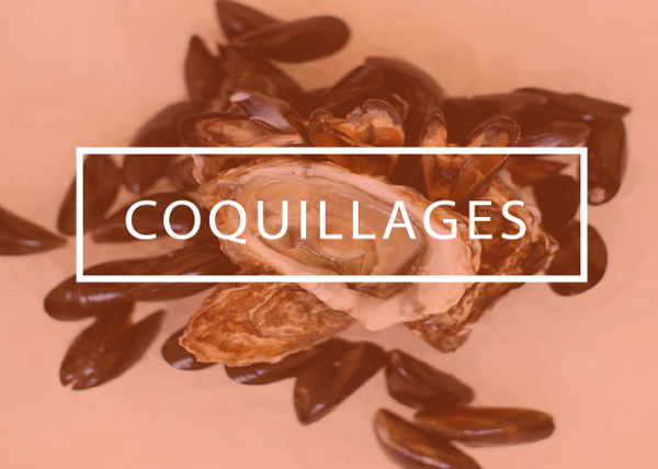 coquillages_2